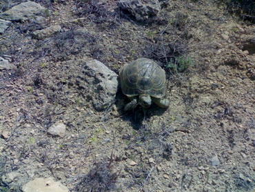 01052009057 черепаха.jpg