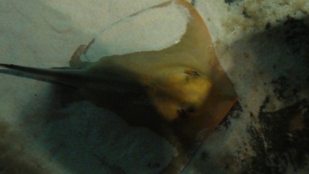 ����� ������� �����